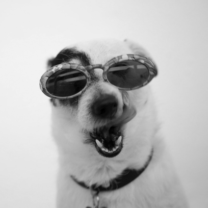 dog wearing sunglasses